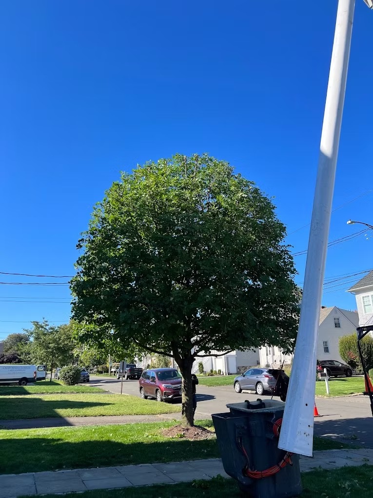 image of tree trimming